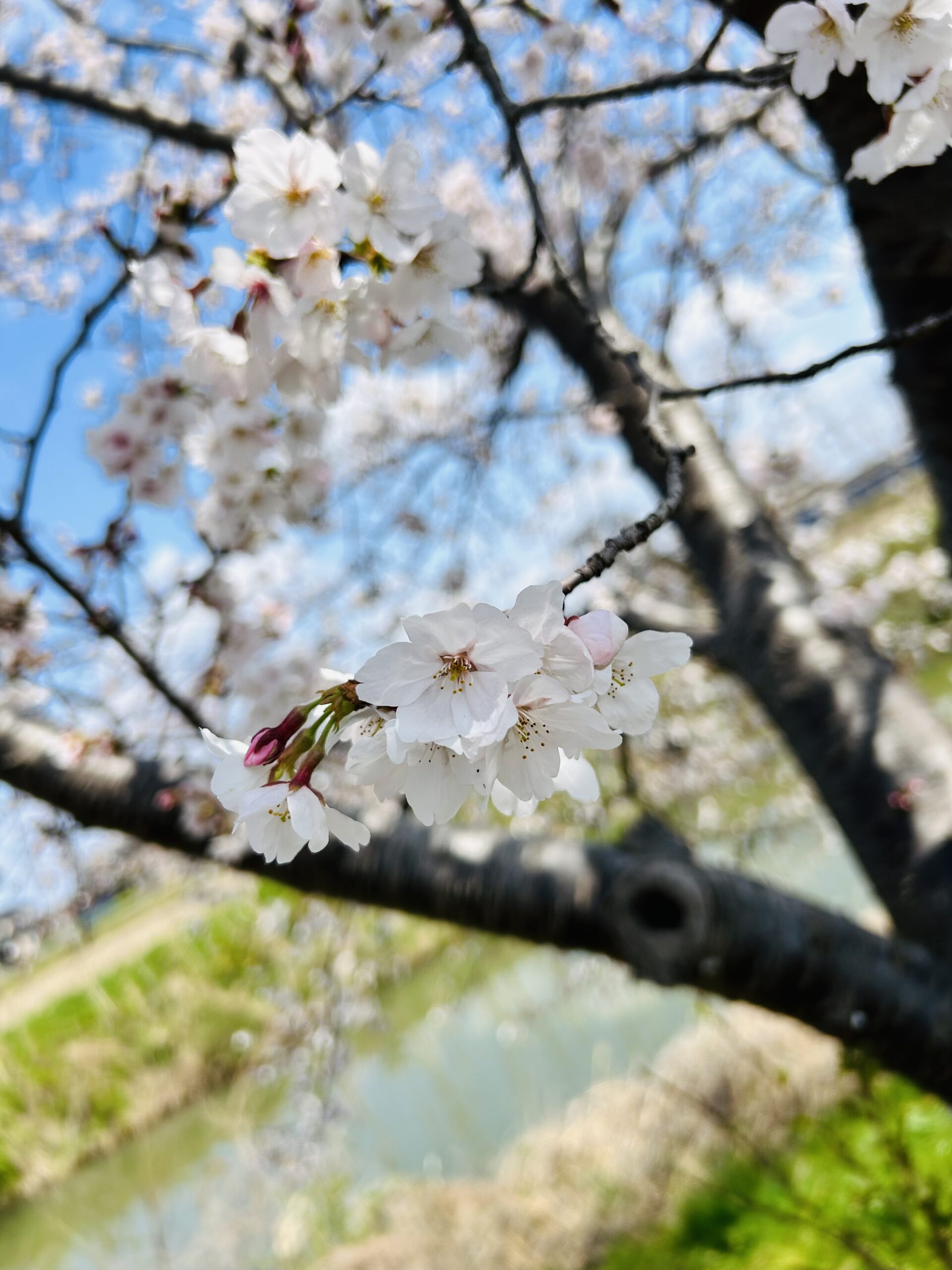 アップの桜②