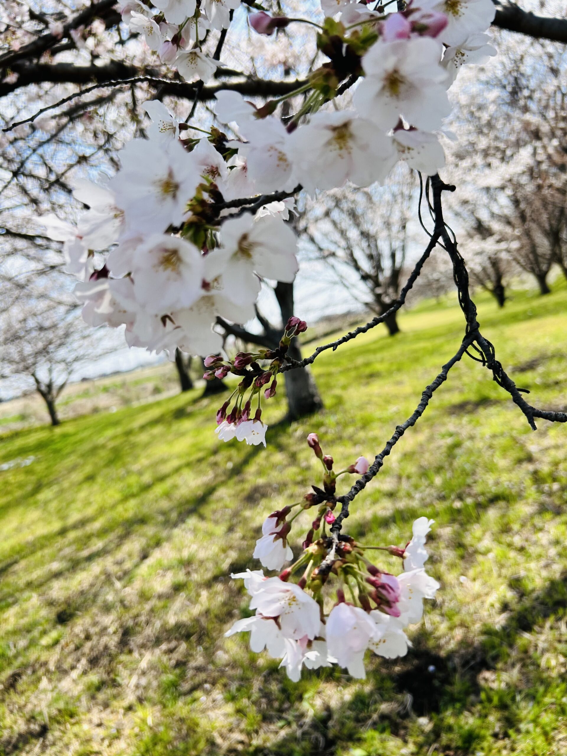 アップの桜