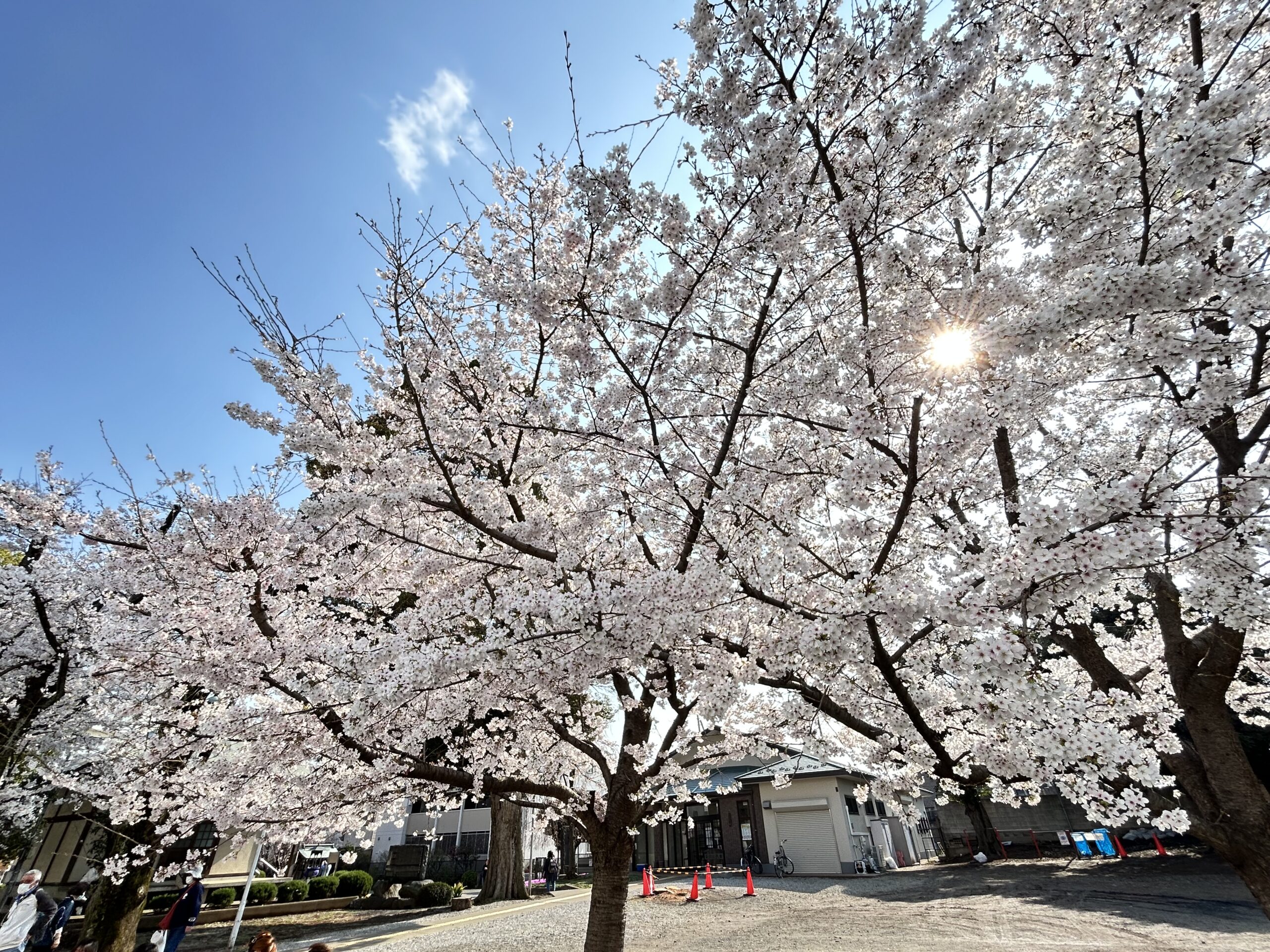上尾市】上尾駅近くの桜が満開に！今が見ごろですよ！！｜埼玉マガジン