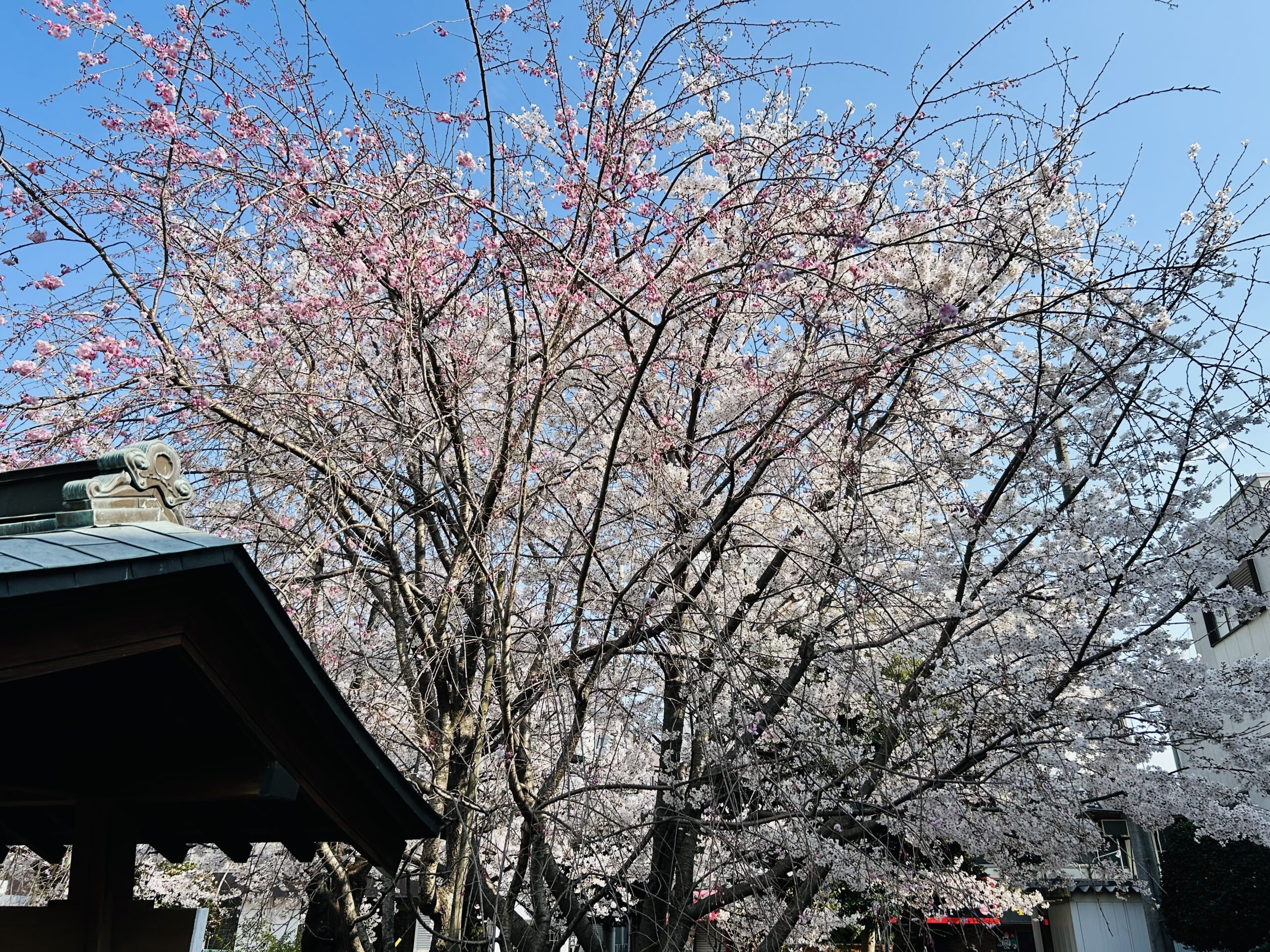 満開の桜