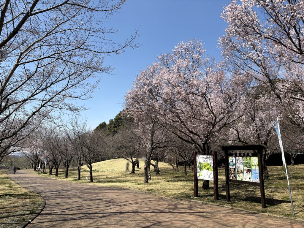 高尾さくら公園の桜