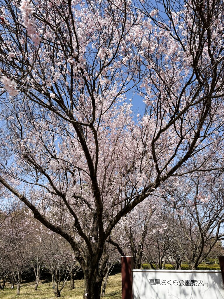 満開に近い桜