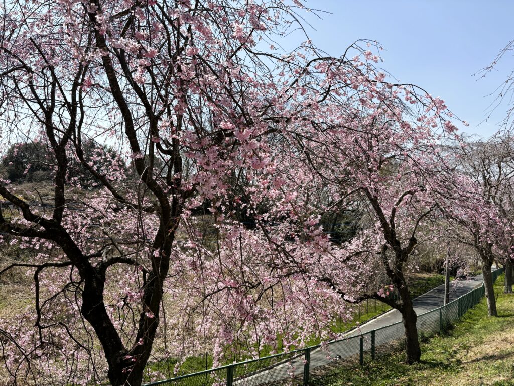 しだれ桜