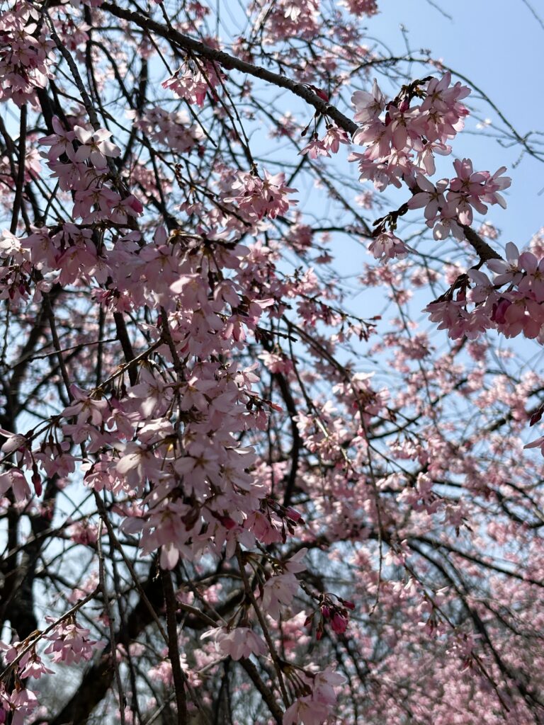 しだれ桜のアップ