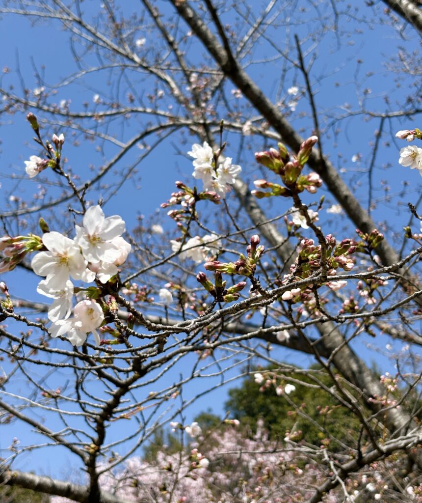 蕾もありこれから見ごろになる桜