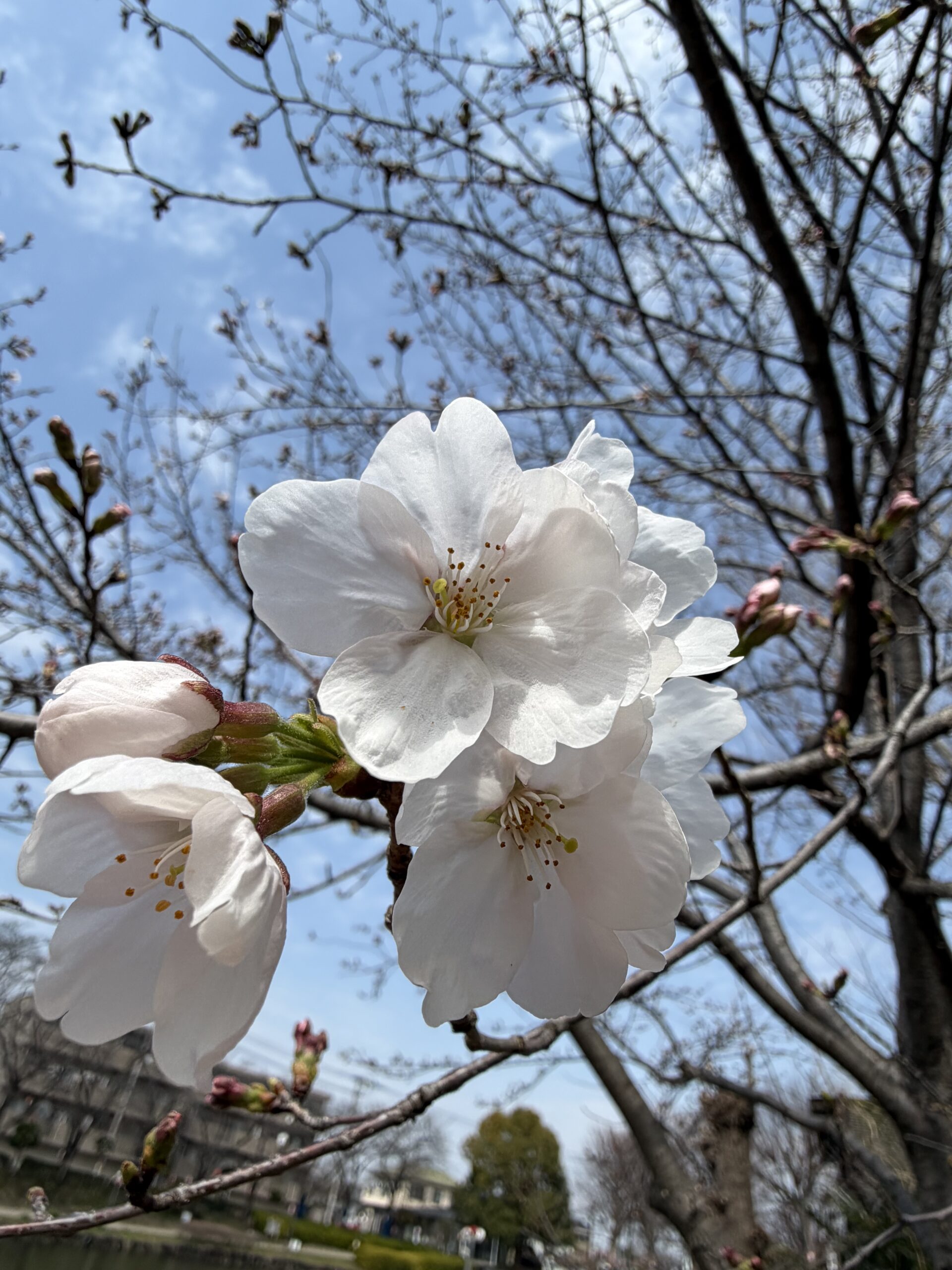 東松山市】下沼公園に続き、「上沼公園」の桜も咲き始めていました