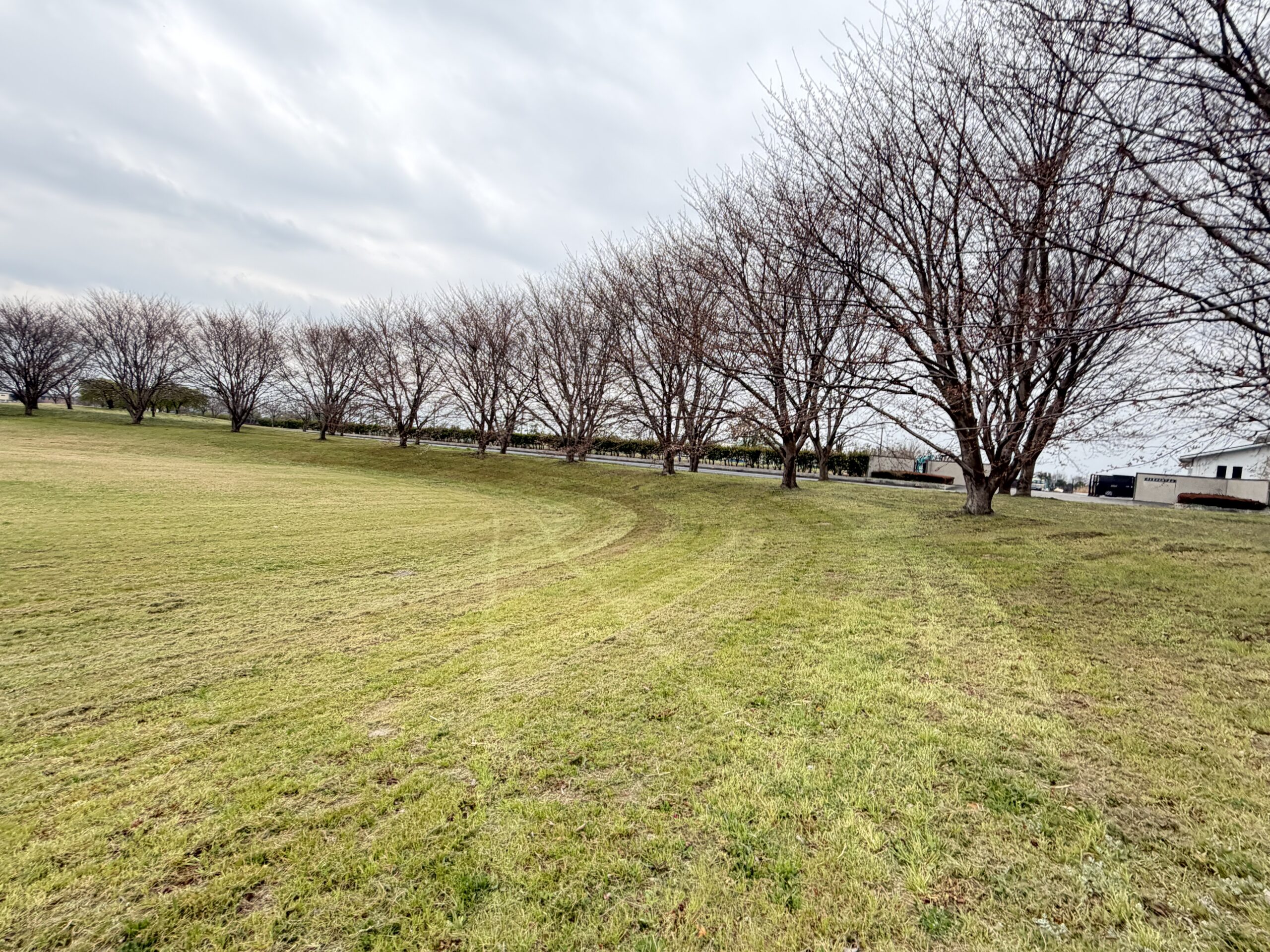 川島町】穴場スポット♪川の広場の桜が咲き始めていました！！3月25日