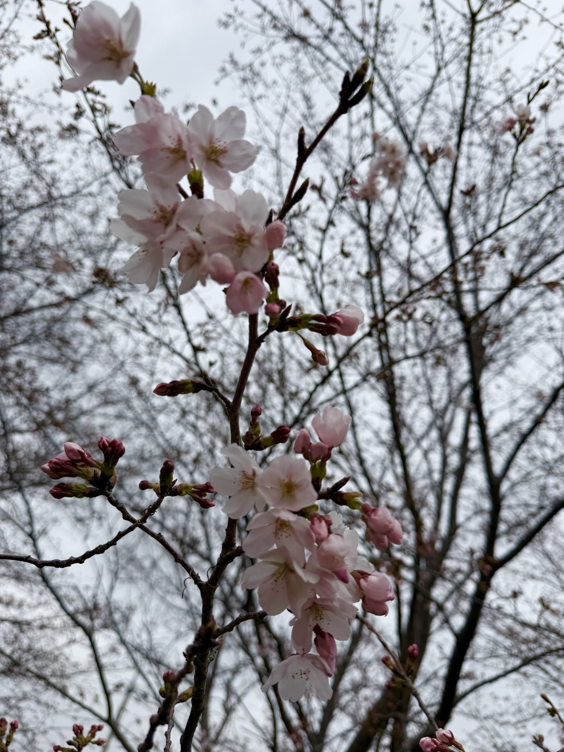 川島町】穴場スポット♪川の広場の桜が咲き始めていました！！3月25日