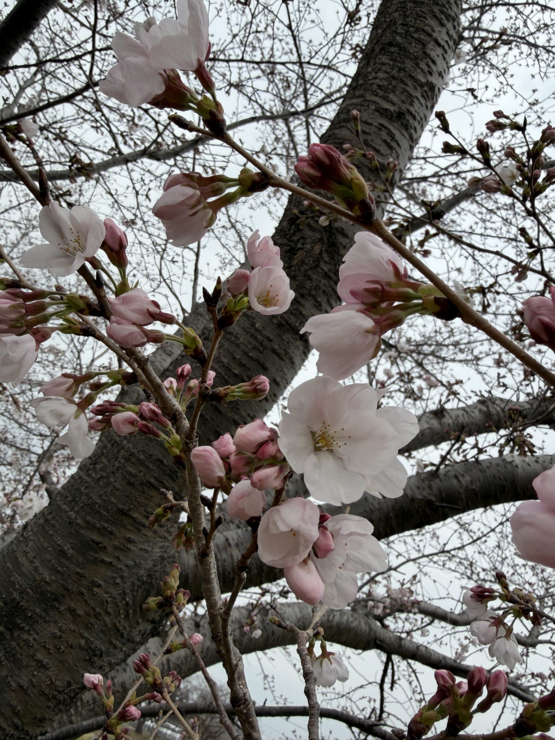 川島町】穴場スポット♪川の広場の桜が咲き始めていました！！3月25日