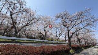 川島町】やっぱりここ！平成の森公園の桜が見ごろになってきました
