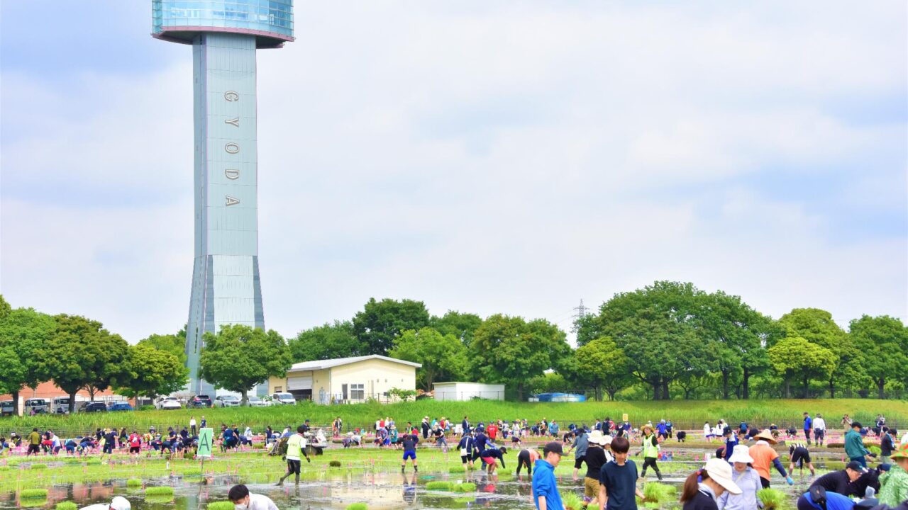古代蓮会館東側の田んぼ