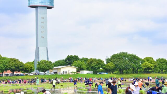 古代蓮会館東側の田んぼ