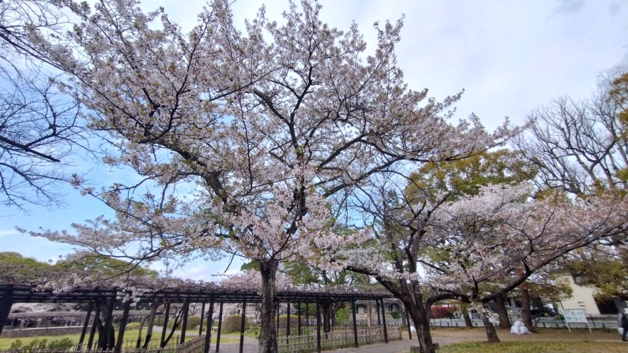 満開の桜③