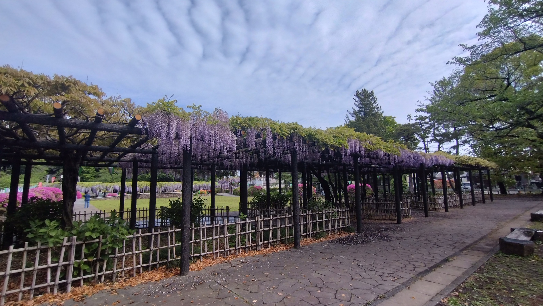 藤棚
