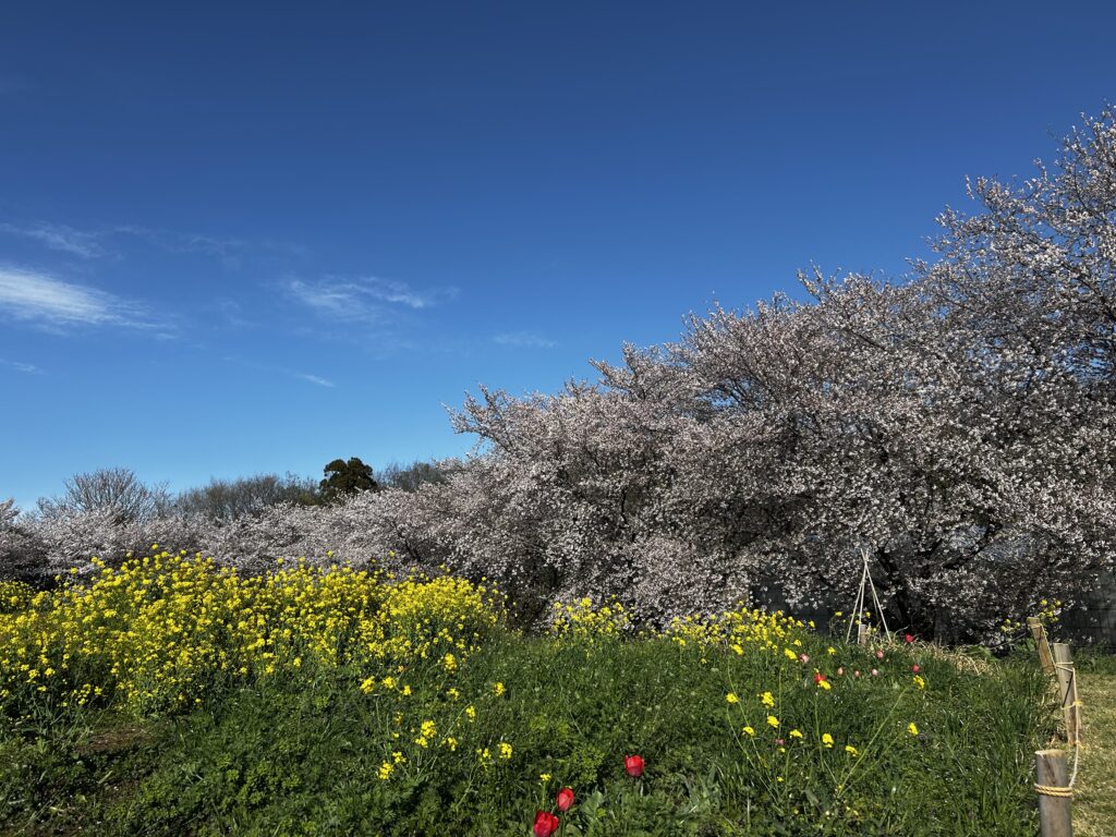 桜と菜の花