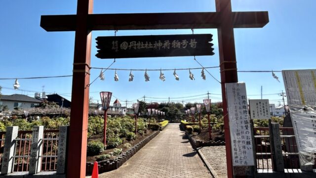 箭弓神社の牡丹