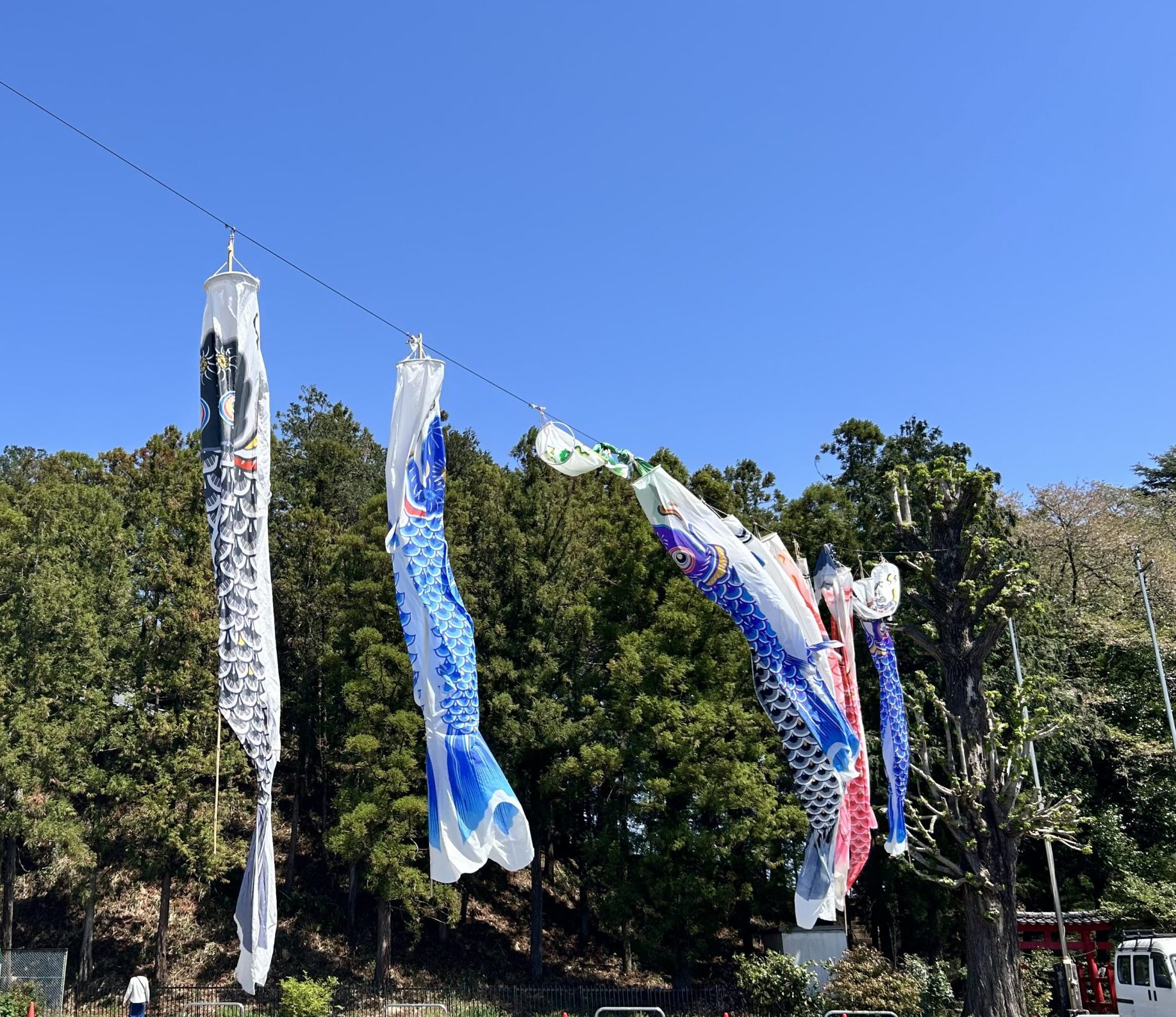 大きなこいのぼり