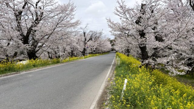 桜並木道