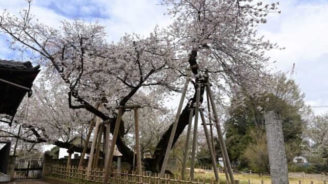 北本市】日本五大桜の一つ！「石戸蒲ザクラ」を見に行ってきました