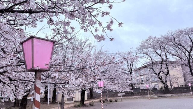 ぼんぼりと桜