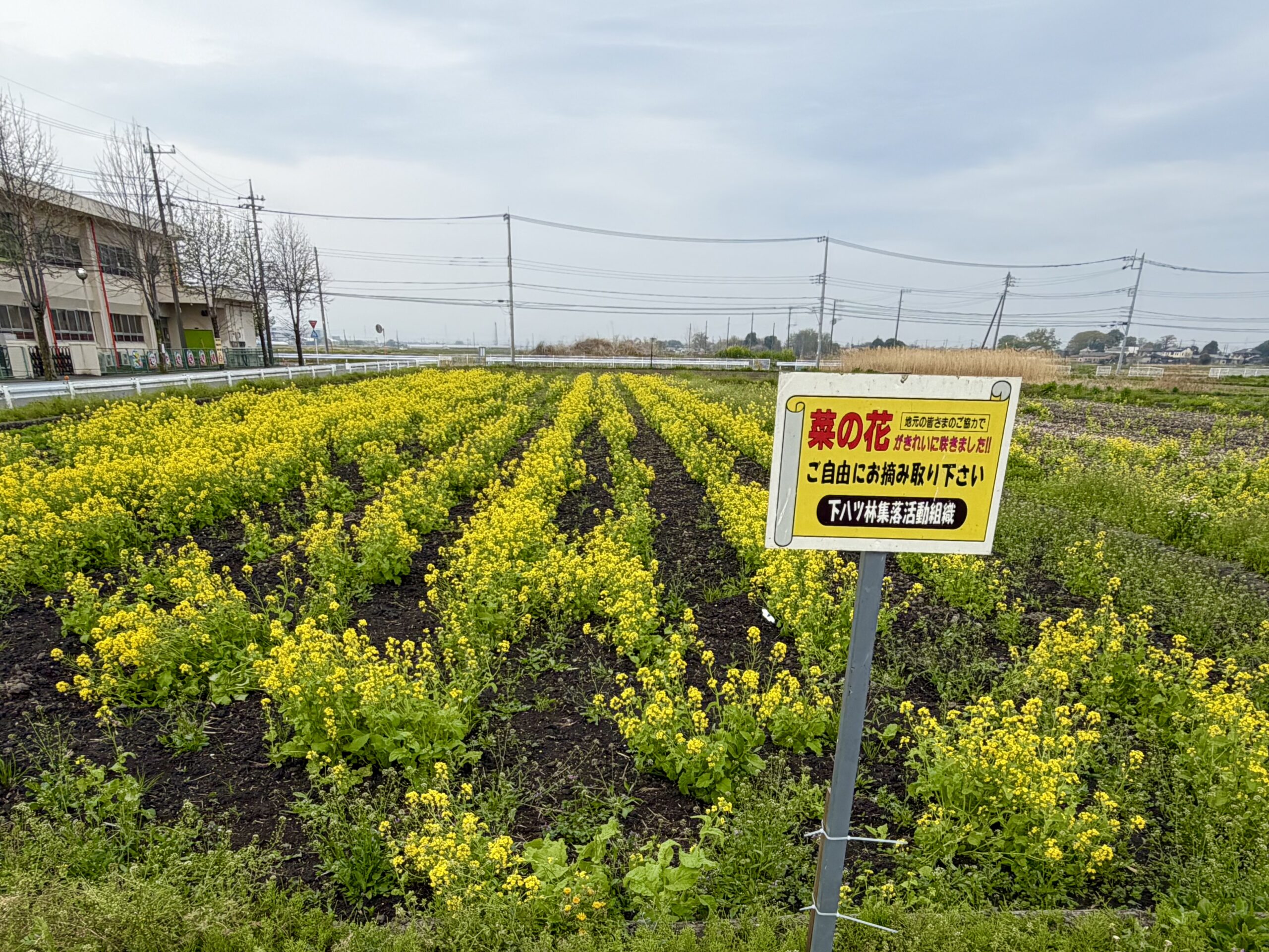 川島町】今年もきれいな菜の花が咲いています♪現在摘み取りOK！｜埼玉