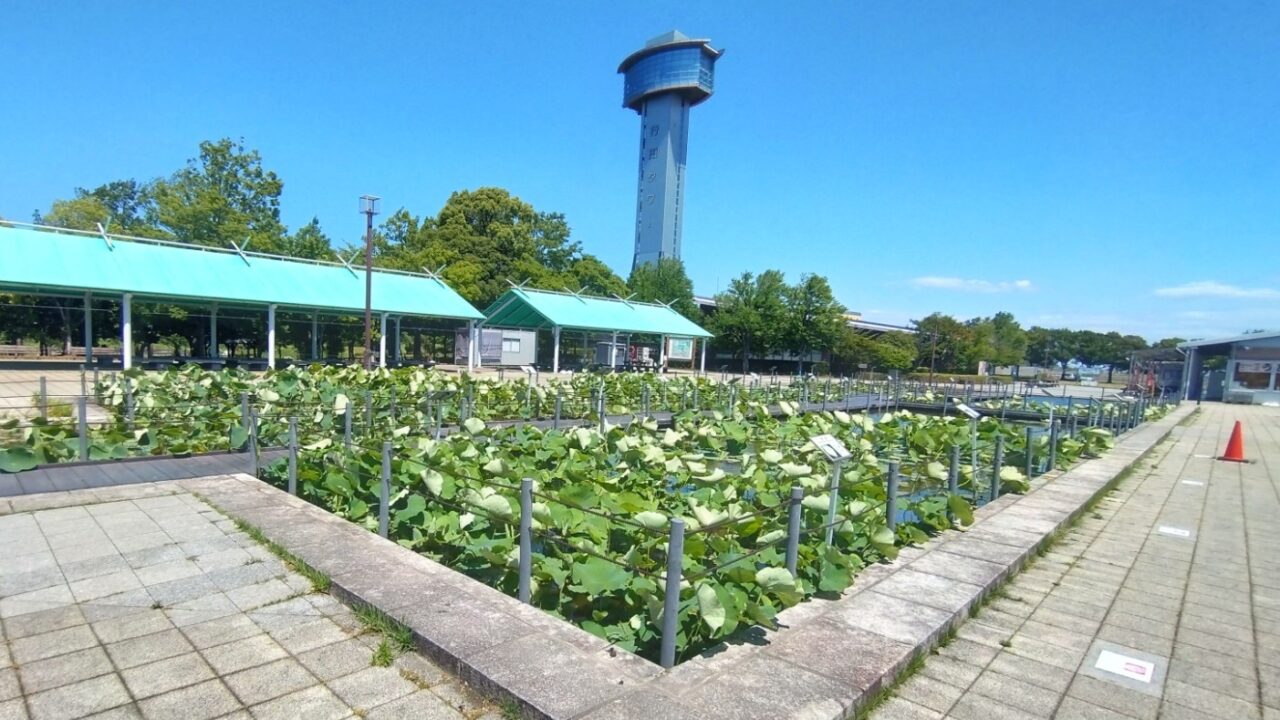 蓮の様子