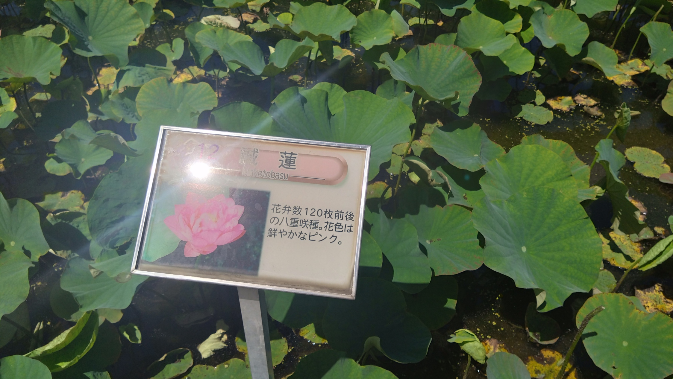 蓮の説明