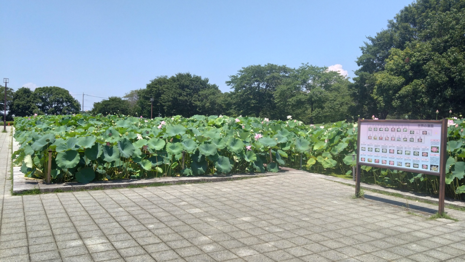 去年の蓮の様子