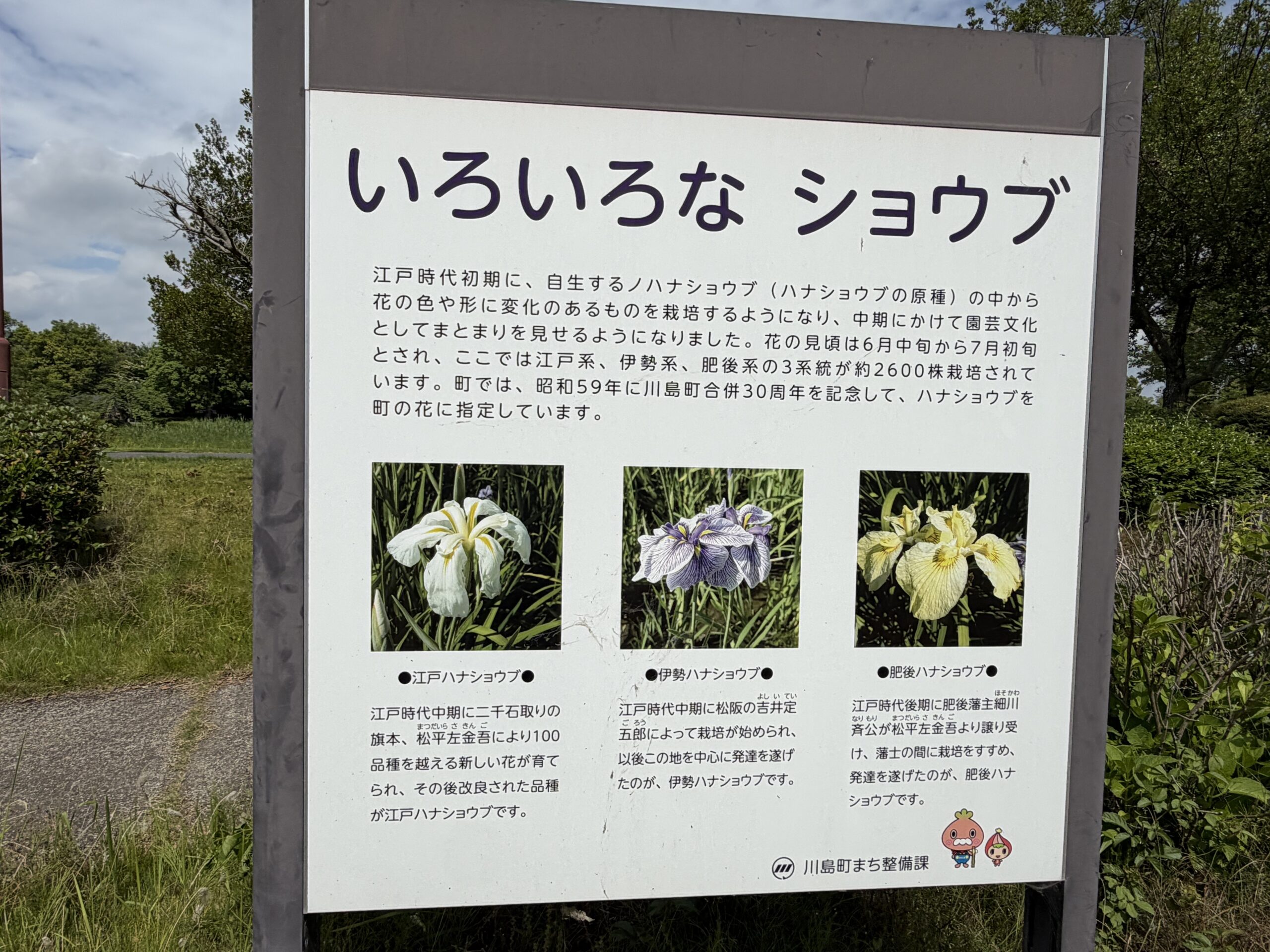 ショウブの説明