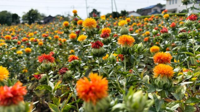 べに花畑⓸