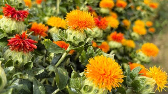 べに花のアップ②