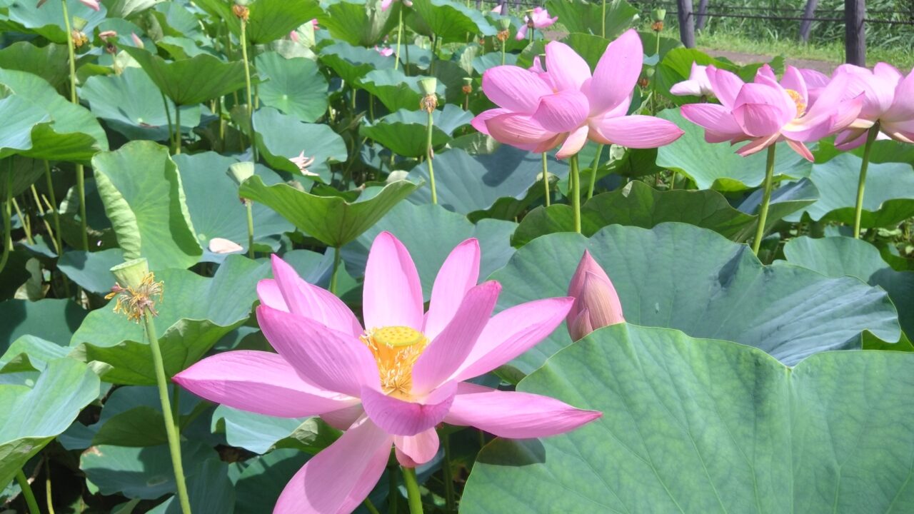 大きな花の蓮