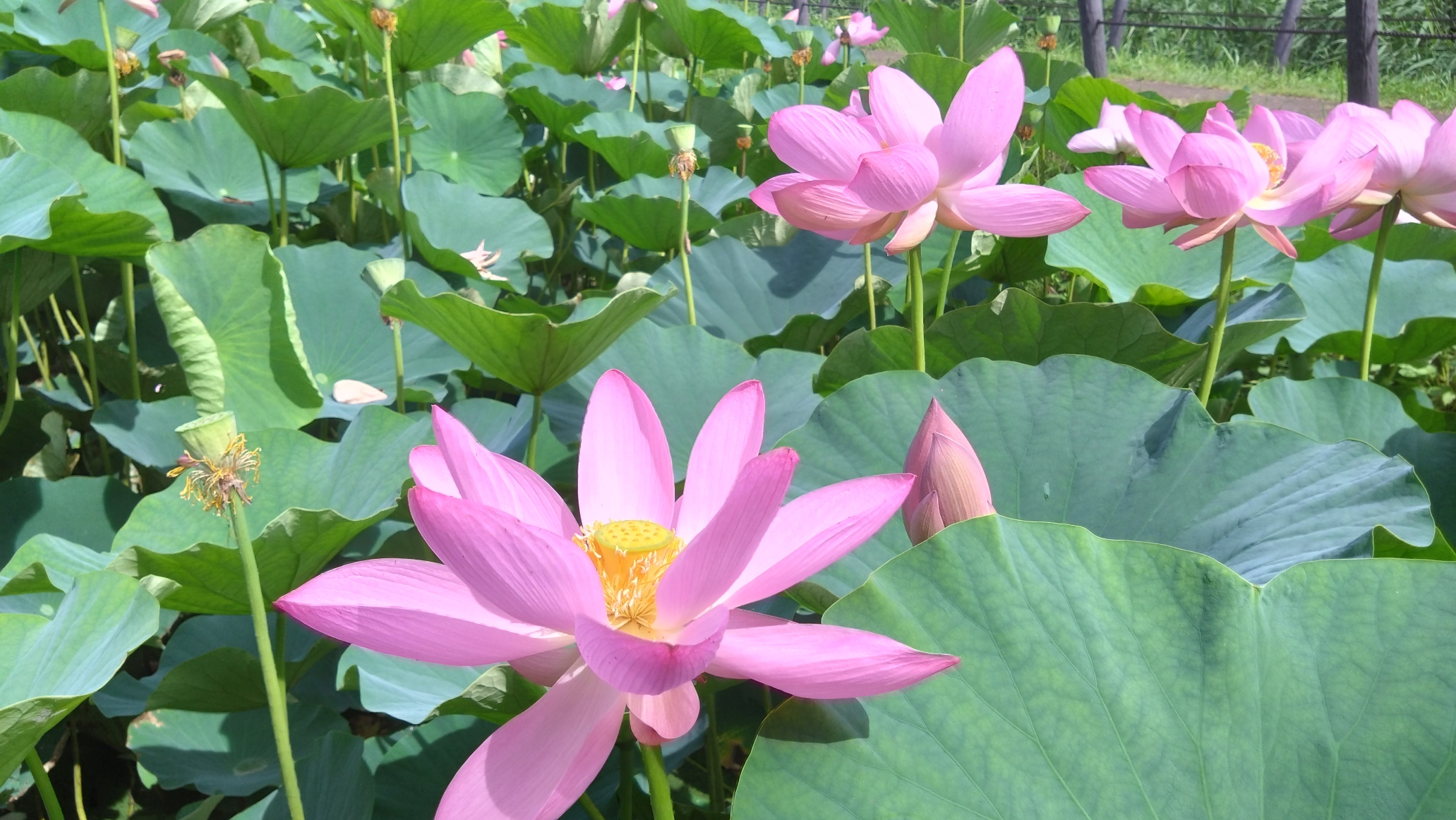 大きな花の蓮