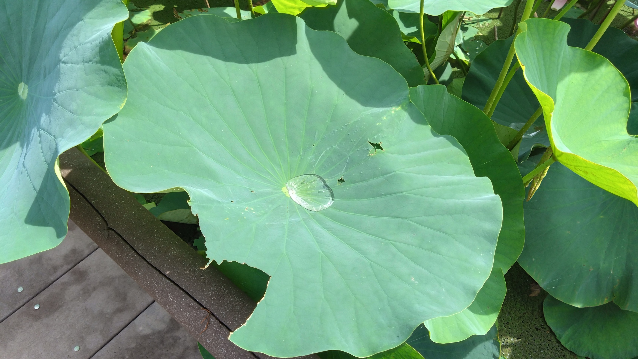 蓮の葉っぱ
