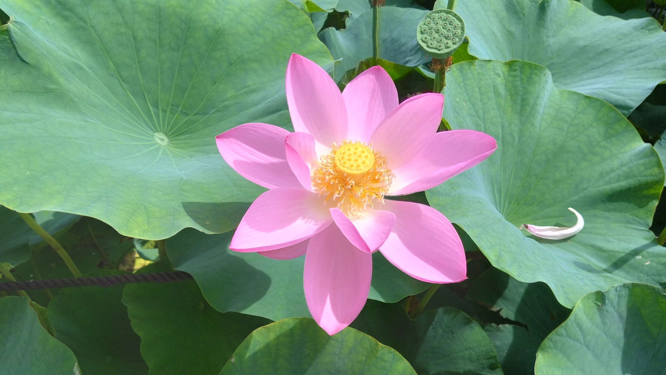 ピンクの花の蓮
