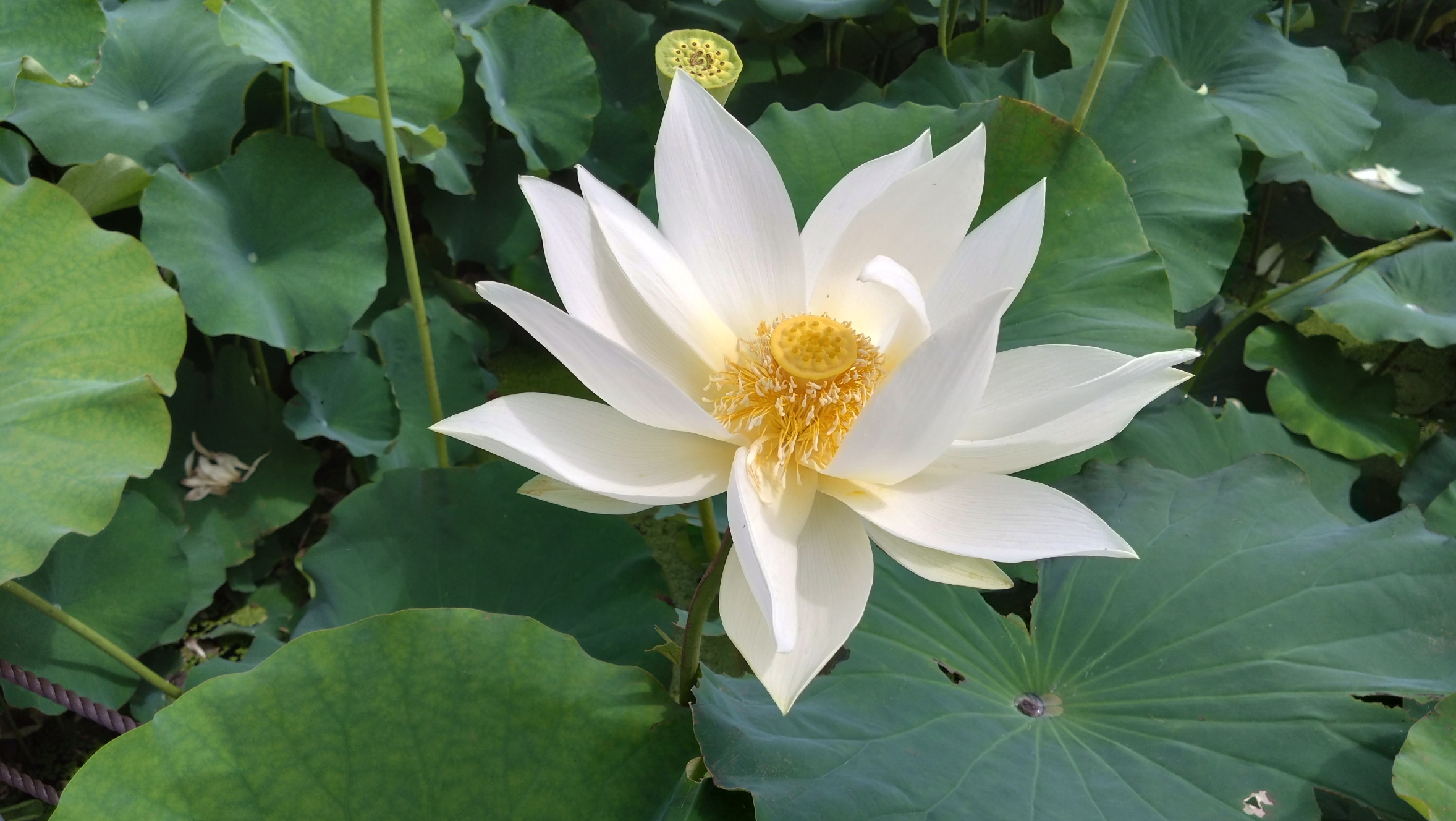 白い花の蓮
