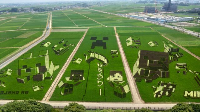 田んぼアート②