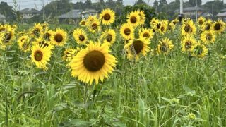 きれいに咲いているひまわり