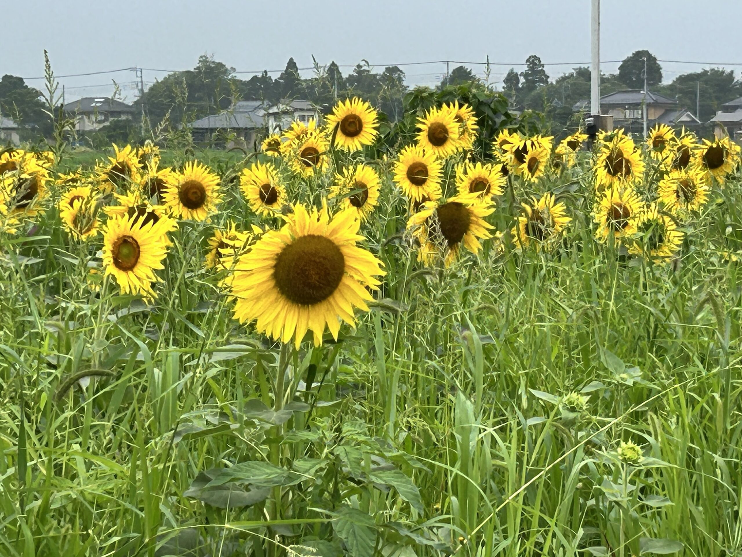 川島町】役場近くのひまわりが見ごろです！！夏の花を楽しみましょう