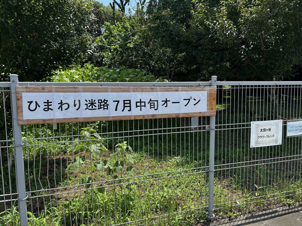 ひまわりの迷路