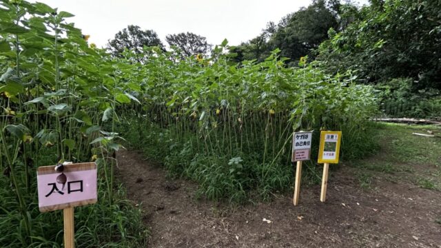 ひまわりの迷路