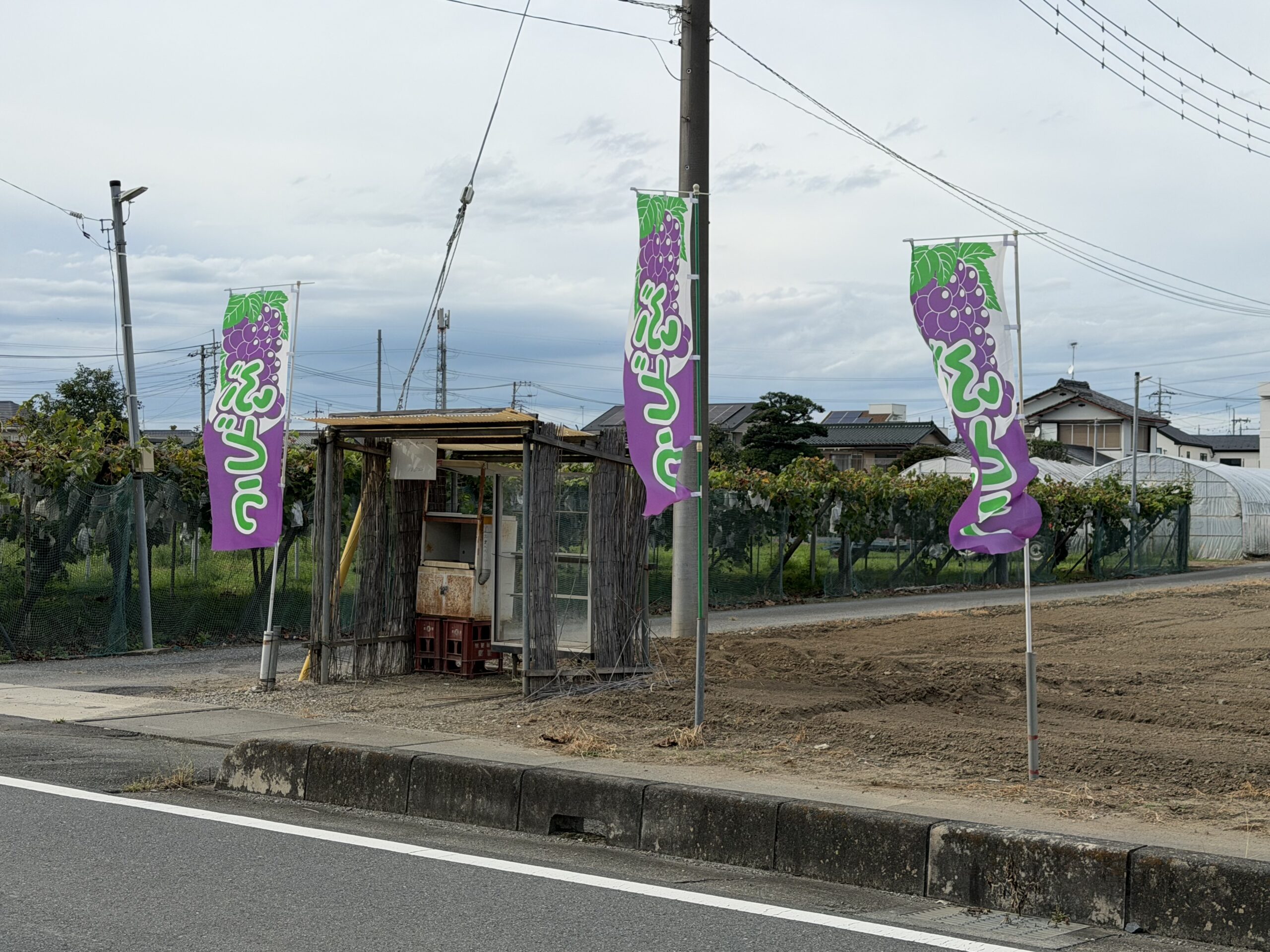 川島町】待ってました！今年もぶどう直売が始まりました♪｜埼玉マガジン