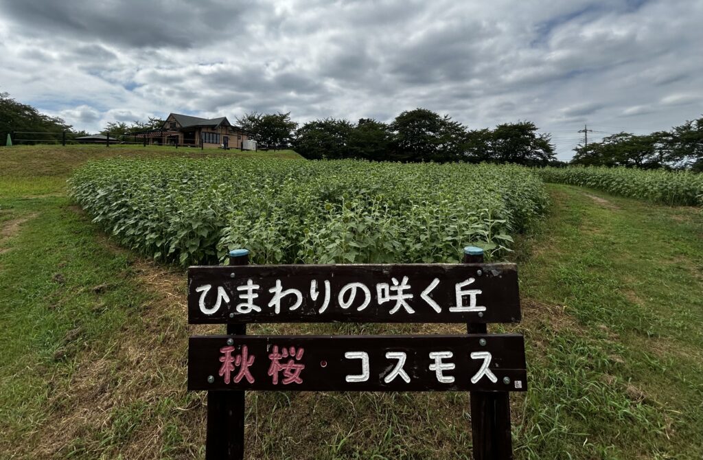 ひまわり畑の看板